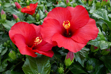  hibiscus, hibiskus, malvengewächs © Elke Hötzel