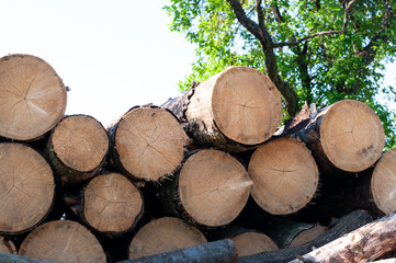 a pile of firewood on a farmyard