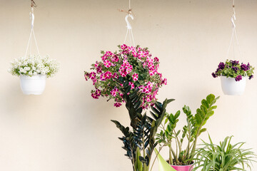 Pink and white flowers composition near white wall of house.