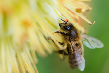Honey bee feeding on a yellow flower
