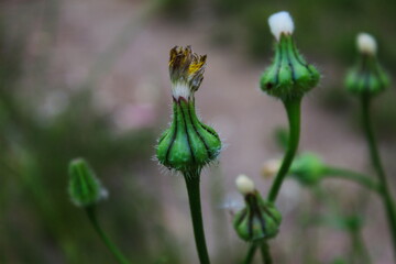 Dandelions flower ready to open. Ready for seed heads.
