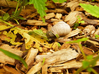 snail