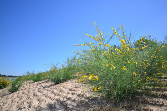 Großräschen Bilder Durchsuchen 694 Archivfotos, und