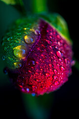 Macro of water droplets on a peony flower