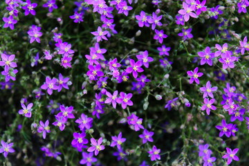 Fototapeta premium Very small invasive purple flowers in Beja, Portugal.