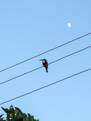 White-throated kingfisher also known as white-breasted kingfisher sitting on an electric line with moon and leaves in the blue sky background at Rajiv Gandhi Zoological Park.