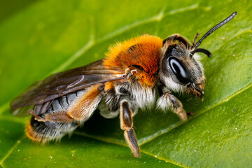 Macro of a common carder bee on a leaf