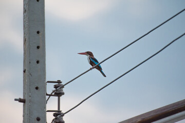 White throated Kingfisher bird on electric wire.