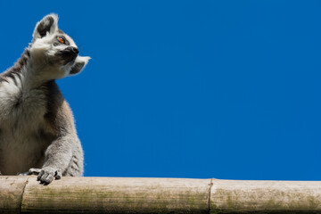 Ring-tailed lemur (Lemur catta) on blue sky background during a summer day. Empty space for text © boivinnicolas