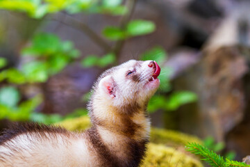 Mustela putorius furo - A ferret in the forest has an open mouth and a protruding tongue.