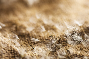 dandelion fluff with drops of water. summer