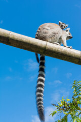 Ring-tailed lemur (Lemur catta) on blue sky background during a summer day