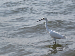 bird at the beach