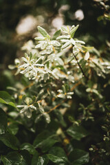Obraz premium raindrops on leaves
