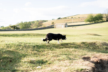 yorkshire sheepdog watching sheep