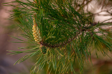 Young pine shoots