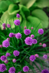Blooming onion