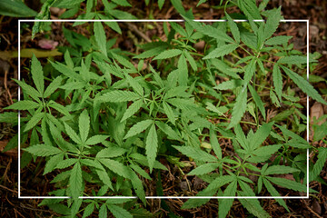 Planta de Marihuana  en el campo con tierra y hojarasca con un marco para texto