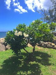 Green and white plumeria tree