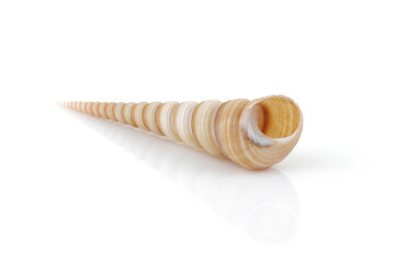 Terebridae auger shell on white with reflection