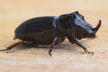 Sinodendron cylindricum, rhinoceros stag beetle,   black male