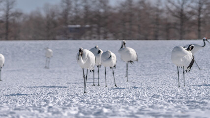 Red-Crowned Crane In Winter Landscape