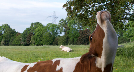 Amusing picture of cow with its head in the air showing underside of chin