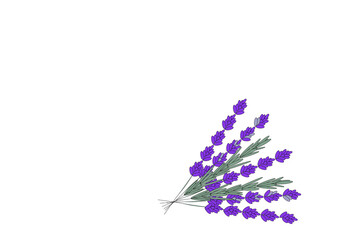 Lavender with stalks and leaves, bunch, isolated