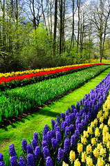 Fototapeta na wymiar Beautiful colorful spring flowers in park in Netherlands (Holland) 