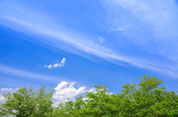 Obraz premium 山の木と青空 高ボッチ高原