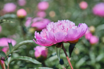 Beautiful
pink
peonies bloomed in the summer in a city park.