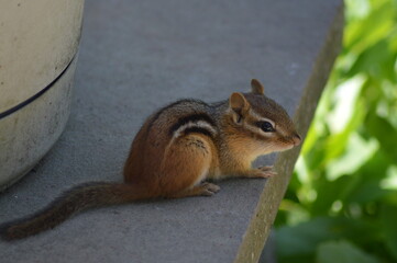 Chipmunk on patio