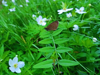 Aphantopus hyperantus or Peephole flower - fluffy butterfly of the genus Aphantopus.