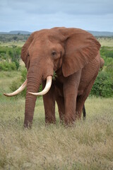Fototapeta na wymiar African elephant eating grass in East Tsavo shot during a safari
