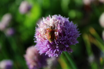 Wanze auf einer Blüte