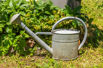 vintage watering can next to a rainwater collection container in a garden in Switzerland