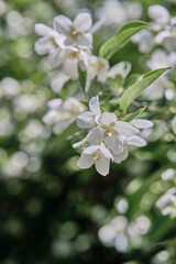 Beautiful
fragrant jasmine bloomed in the summer in a city park.