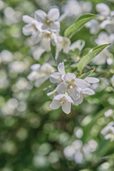 Beautiful
fragrant jasmine bloomed in the summer in a city park.