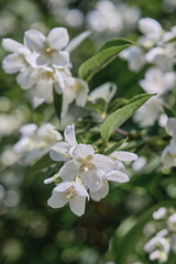Obraz na płótnie Canvas Beautiful fragrant jasmine bloomed in the summer in a city park.