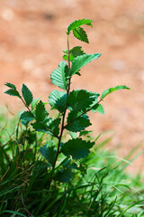 Closeup nature view of green leaf in garden at summer . Natural background blur or wallpaper.
