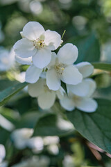 Beautiful
fragrant jasmine bloomed in the summer in a city park.