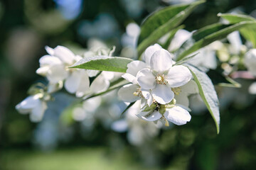 Beautiful
fragrant jasmine bloomed in the summer in a city park.