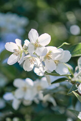 Beautiful
fragrant jasmine bloomed in the summer in a city park.