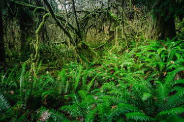 Hoh Rain Forest in Olympic National Park, Washington