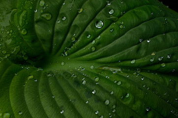 green leaf with drops of water