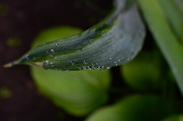 water drops on a green leaf