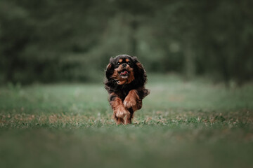 cavalier king charles spaniel running