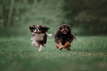 cavalier king charles spaniels running