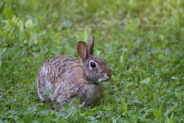 Naklejka na ściany i meble Cottontail Rabbit eating grass on a spring day 