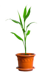 Plant in pot isolated on white background. Potted house plants. Front view